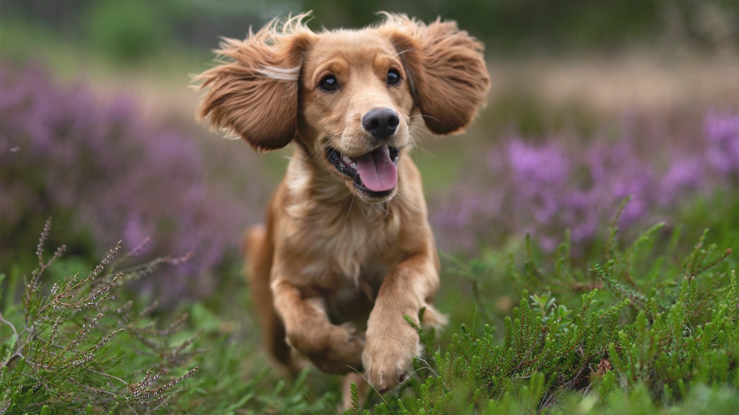 红土征服者,西西帕斯法网关键制胜的战术革命