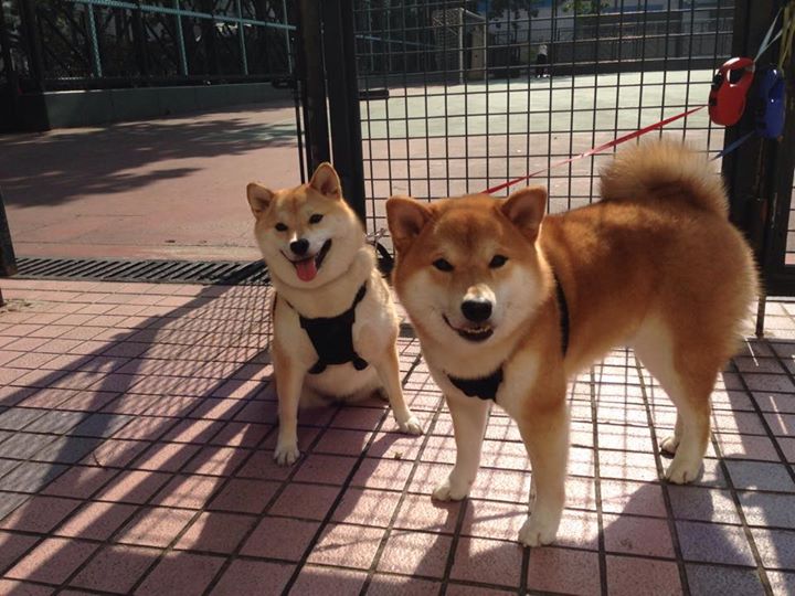 冰封迷局中的唯一解,德布劳内如何用一脚不可能的传球点燃赛场,并改写比利时足球叙事