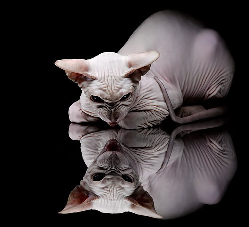 哈斯的混沌理论,当搅局者横扫豪门,阿隆索在另一维度刷新时间