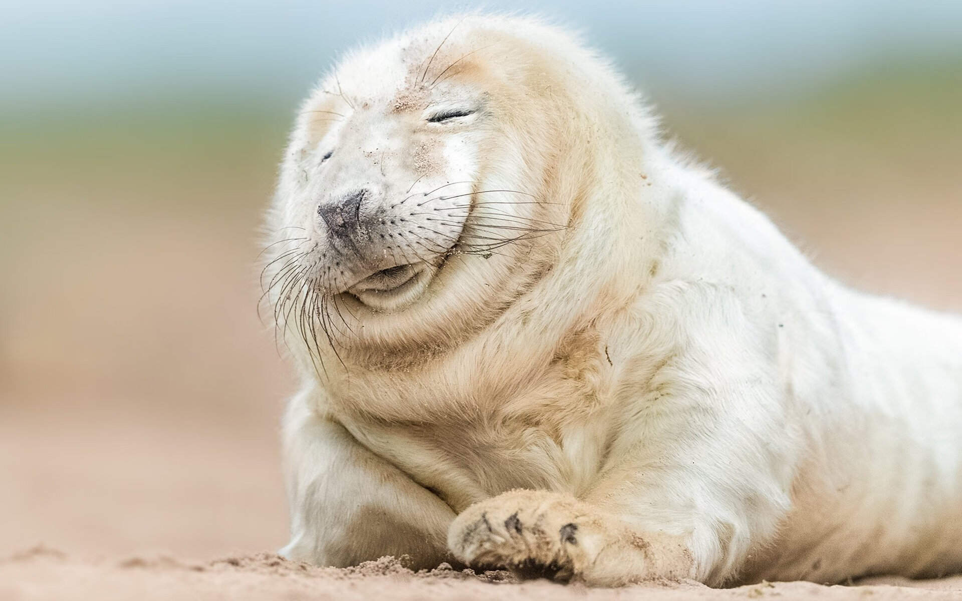 绝望与奇迹,黑色之矛与金色太阳的足球叙事