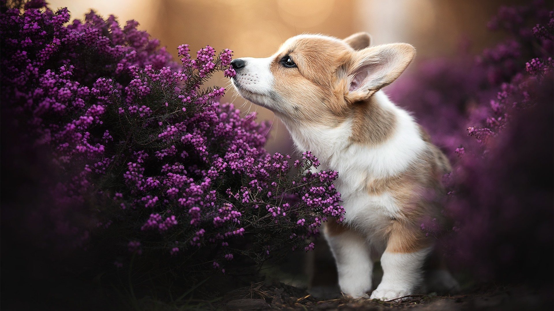 王权没有旁落，当绝杀定义伟大，唯一性在最后时刻显现