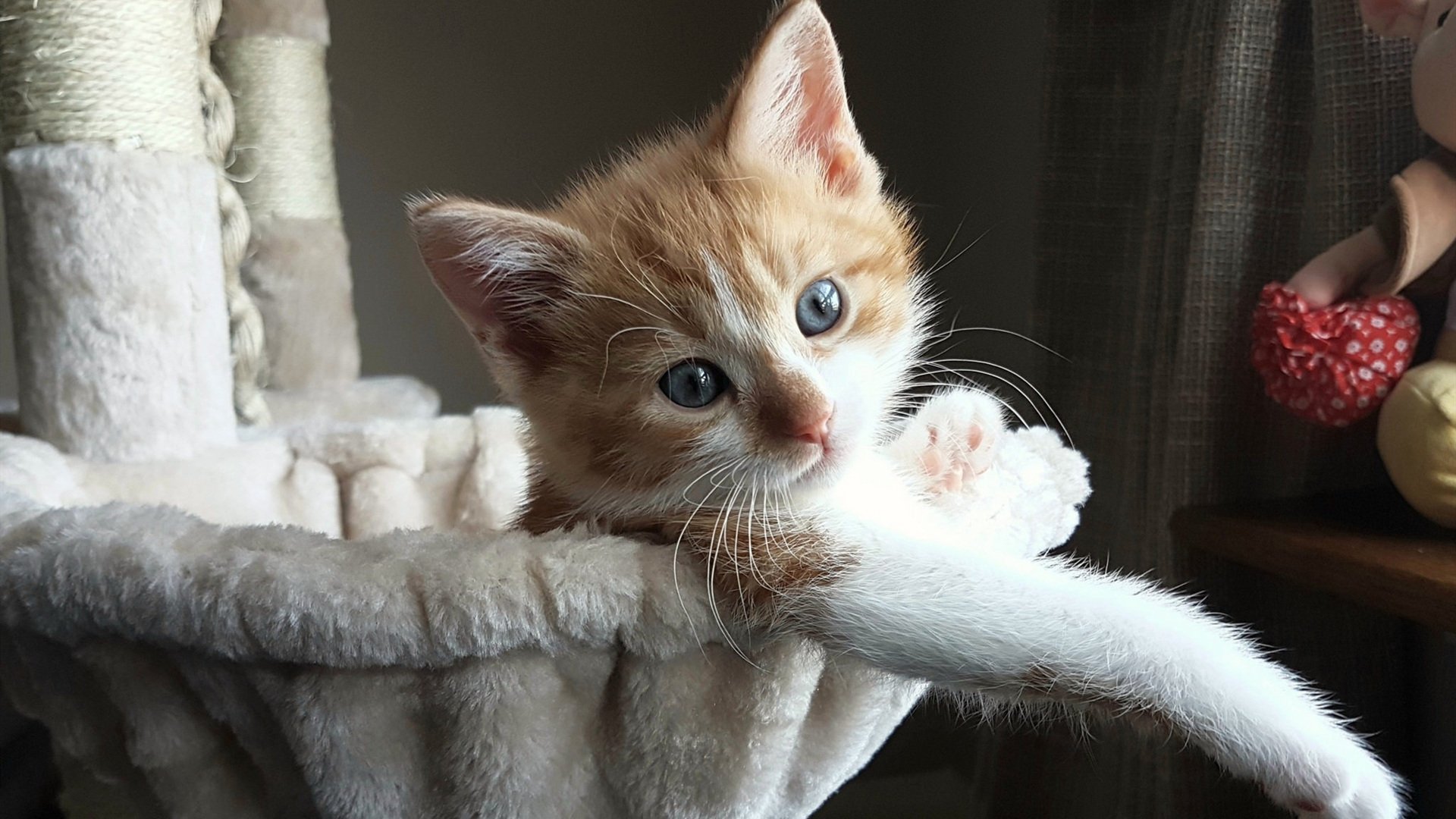 太阳神鸟焚旧主，锡安加时绝杀宣告新王当立