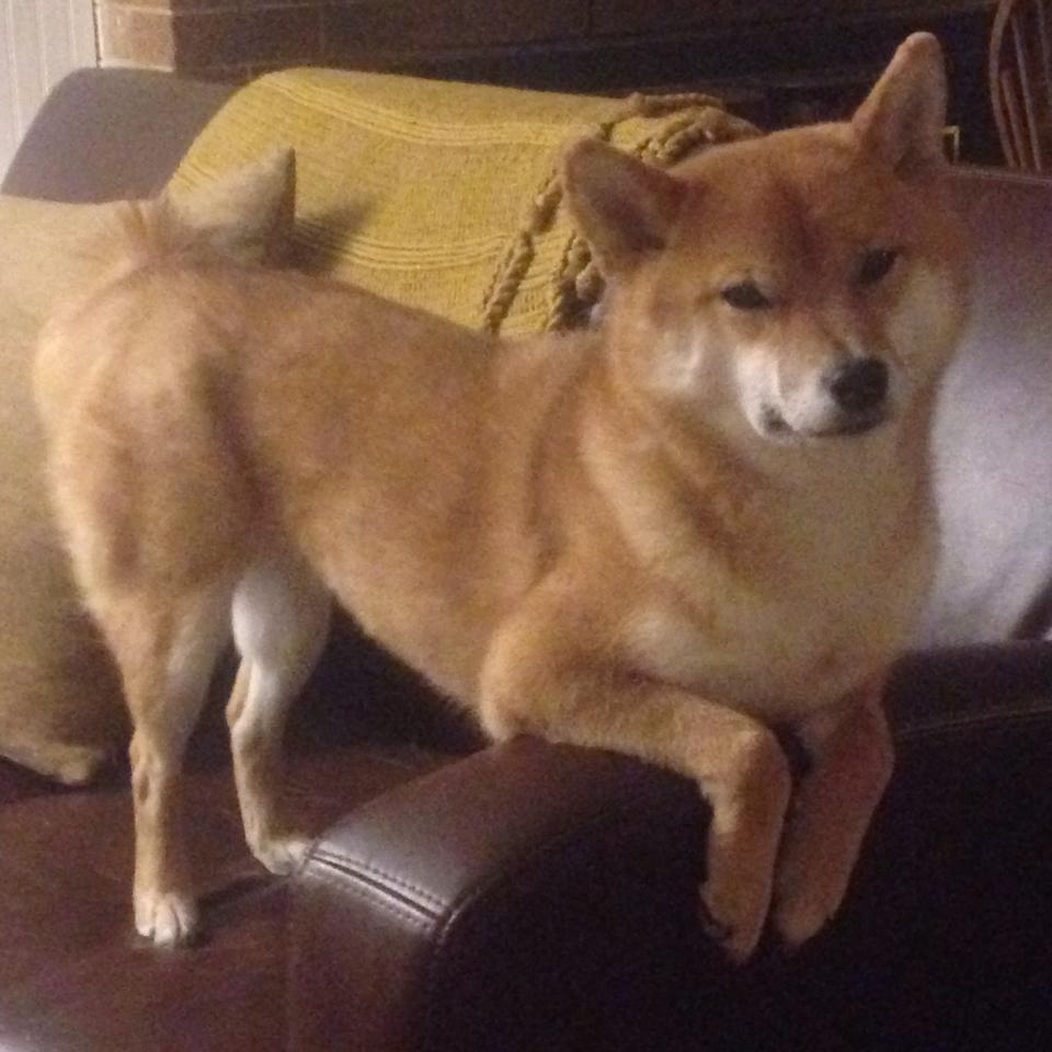 西亚卡姆53分生涯新高！绿军新版三巨头合砍92分强势击穿篮网