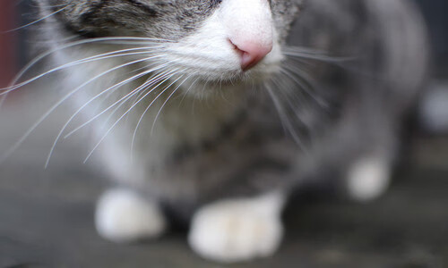 当统治力成为唯一解，辽宁团队的完美压制，米切尔的个人英雄主义