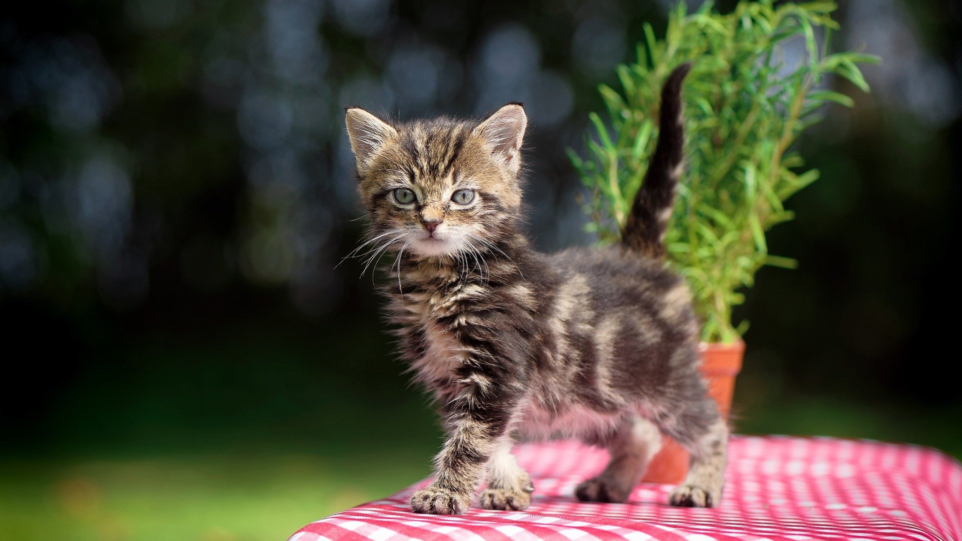唯一之战,浙江队欧冠淘汰赛焦点战险胜勇士,谱写历史新篇