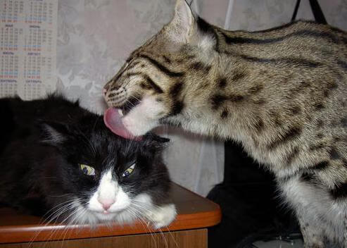 逆境之光，奥利维耶的淬火之夜与一场颠覆秩序的小国奇迹