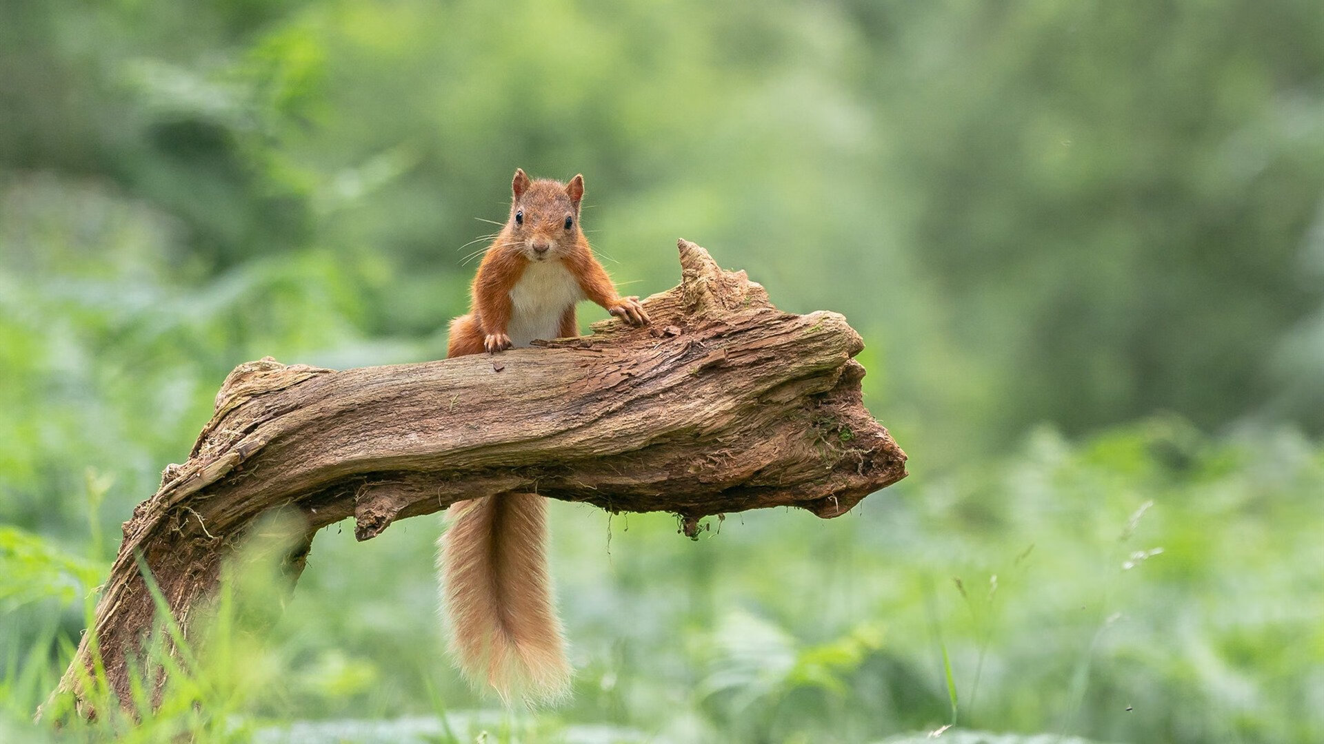暗夜独舞,西甲国家德比之夜,末节的李刚仁写下唯一性注解