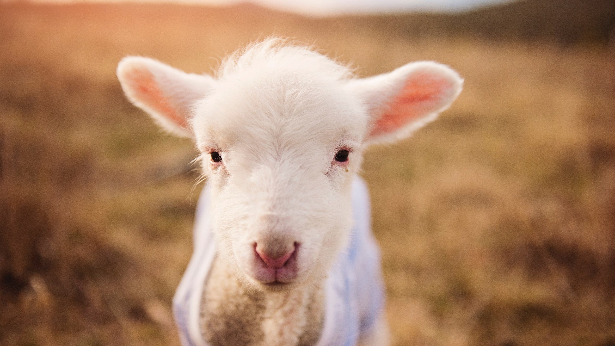 双城记,开拓者撕裂明尼苏达之夜,库里一箭定江山