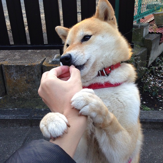 帷幕落下，新篇开启，山西逆袭击碎灰熊神话