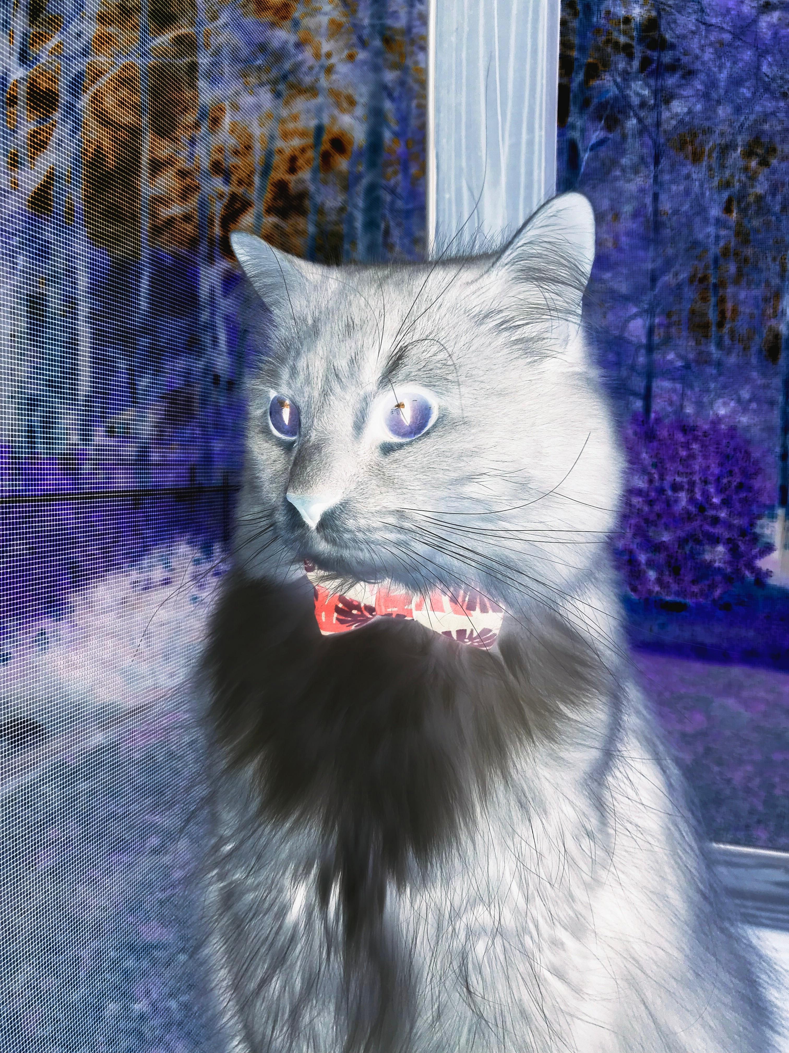 锁链与烈焰，阿劳霍一夫当关，南美烈焰冰封勒沃库森