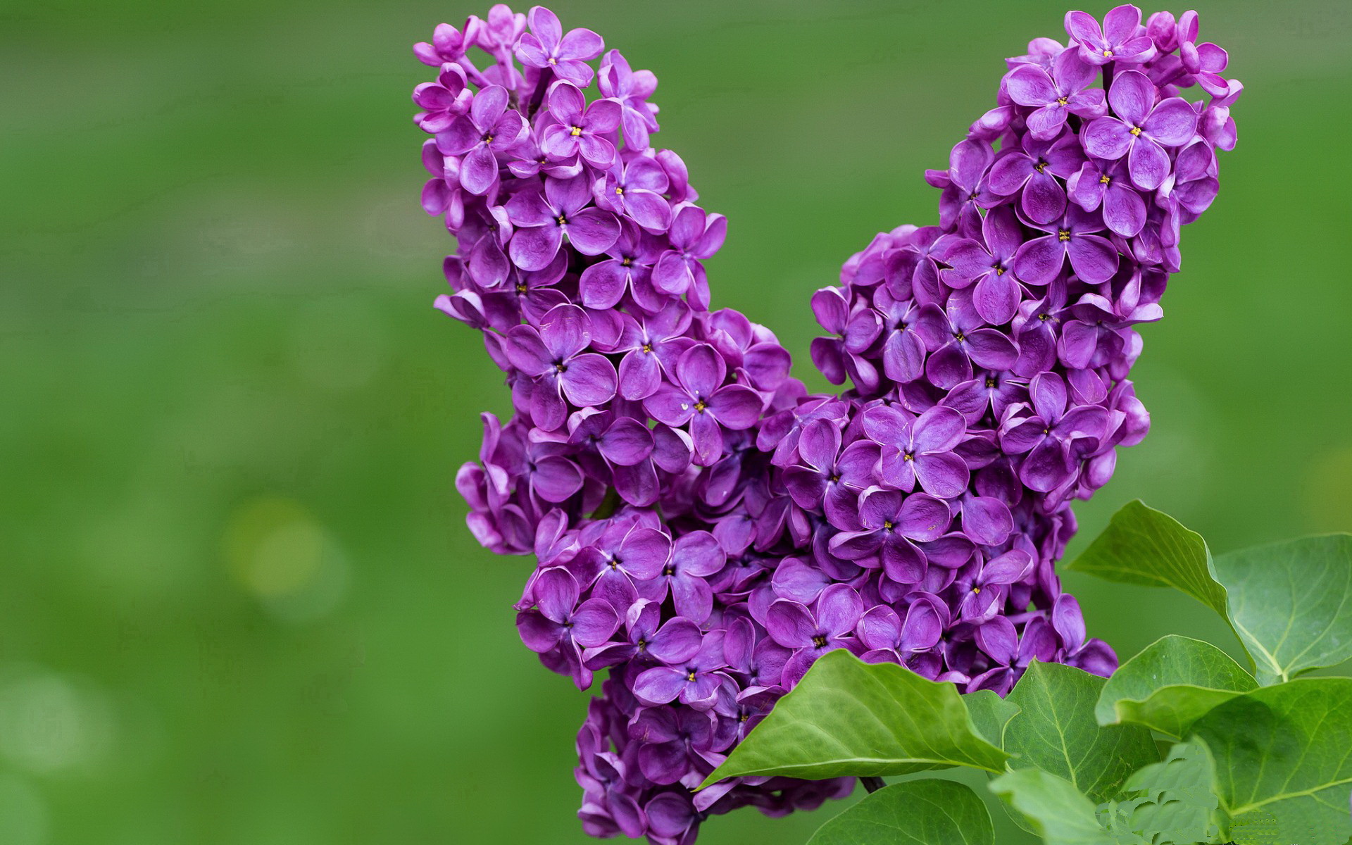 新骑士传说，贝恩于2026世界杯赛场上斩落芝加哥公牛