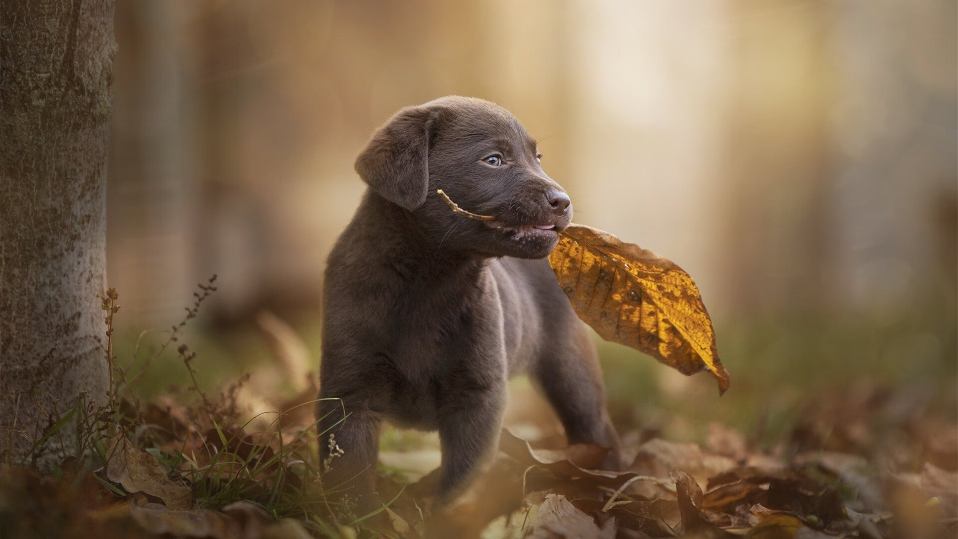 西决生死战之夜，当技术统计表的冰冷数字被小贾伦的热血烙成永恒雕像