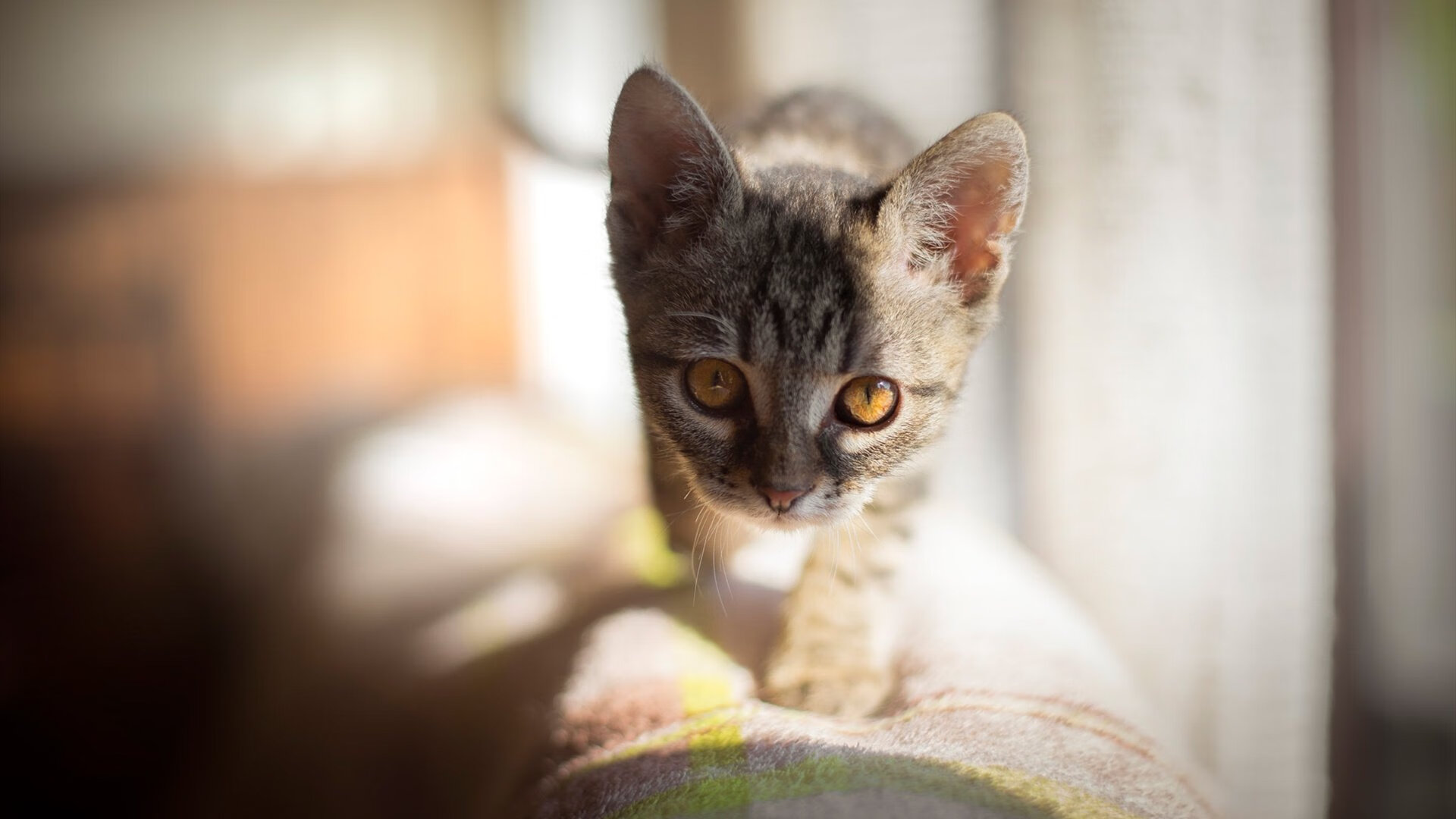 弦上舞者，巴尔韦德于无声处扼住命运之弦