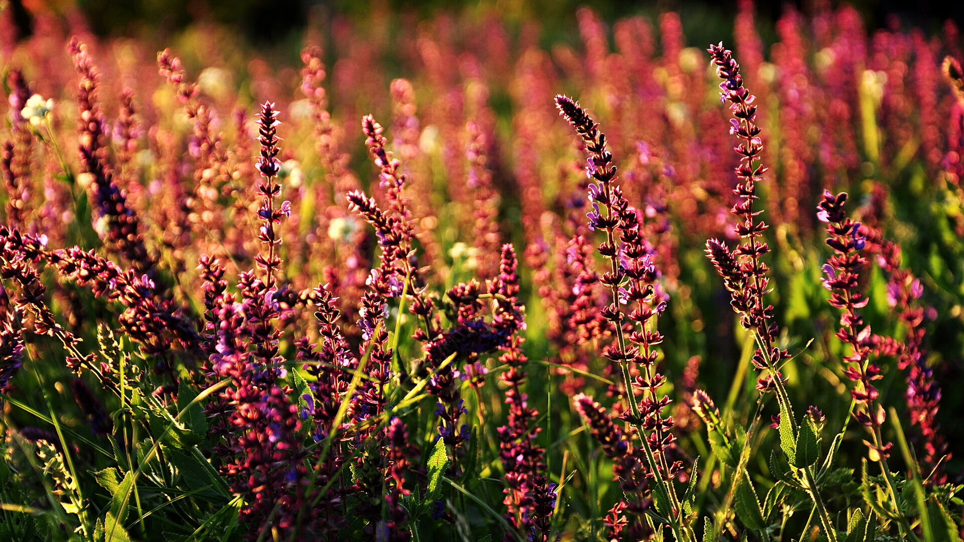 从永恒之城到奥运之光，蒂亚戈的罗马突围如何重塑巴西足球的时间线