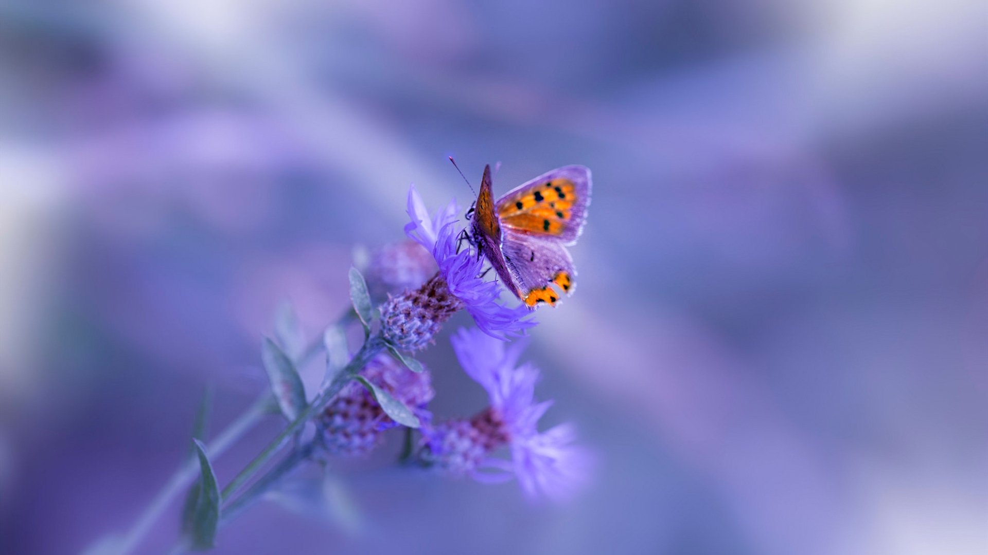 英超争冠的资本回响,当巴黎圣日耳曼的幽灵在新西兰掀起收购风暴