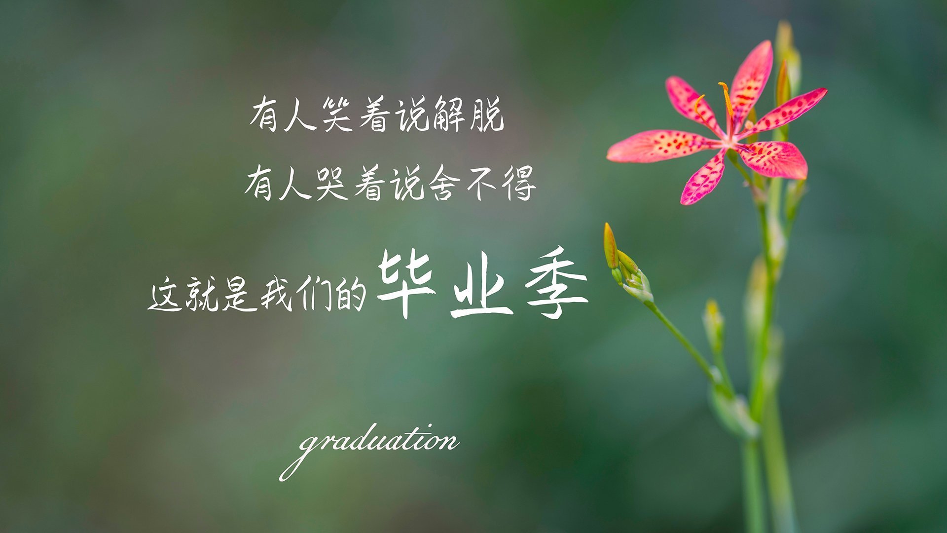 里斯本之夜,当葡萄牙的华丽遇上罗马尼亚的钢铁,萨内用一次越位重写了2026世界杯D组的秩序